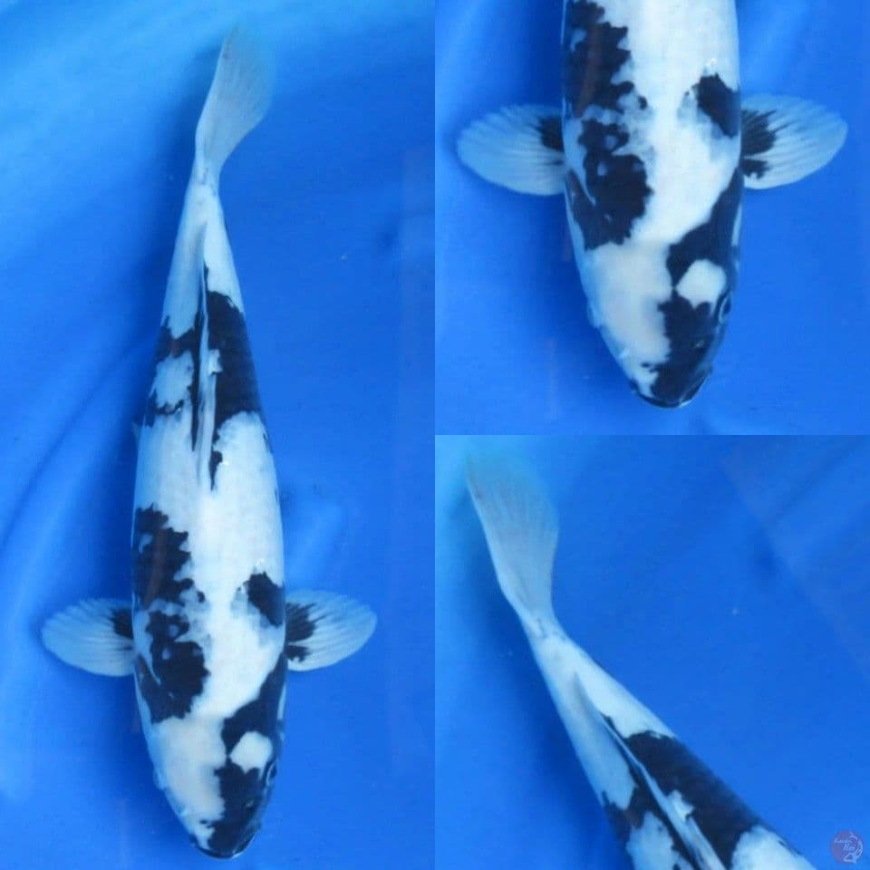 50cm male , Shiro Import non serti 
