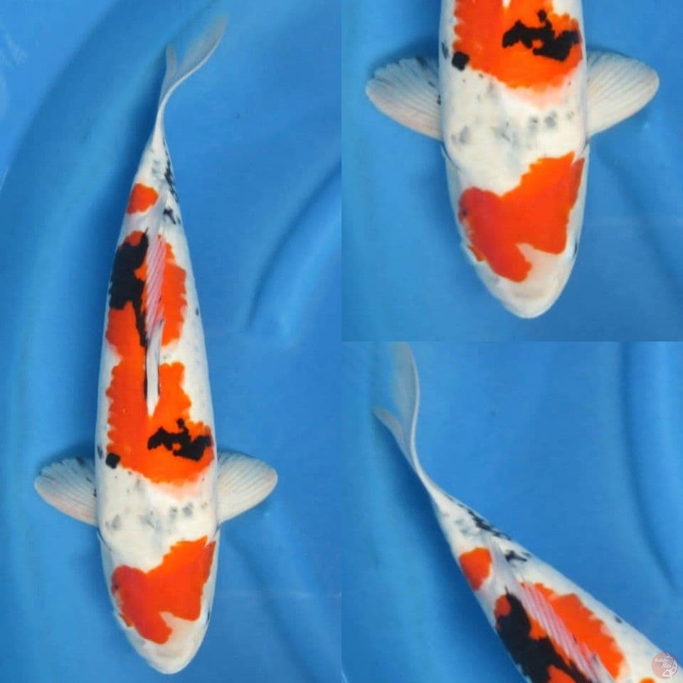 45cm male , Showa Import non serti 