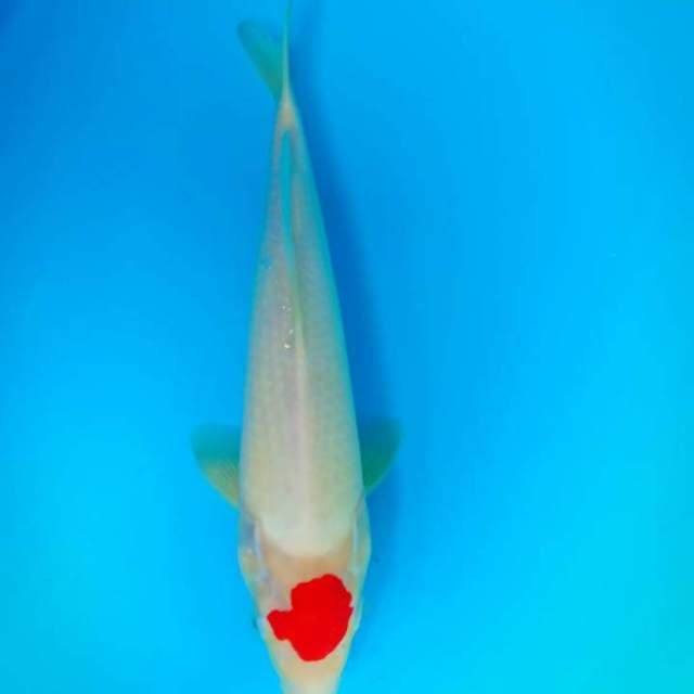 Tancho kohaku
