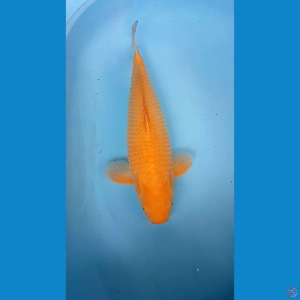 Karashi 50 cm 