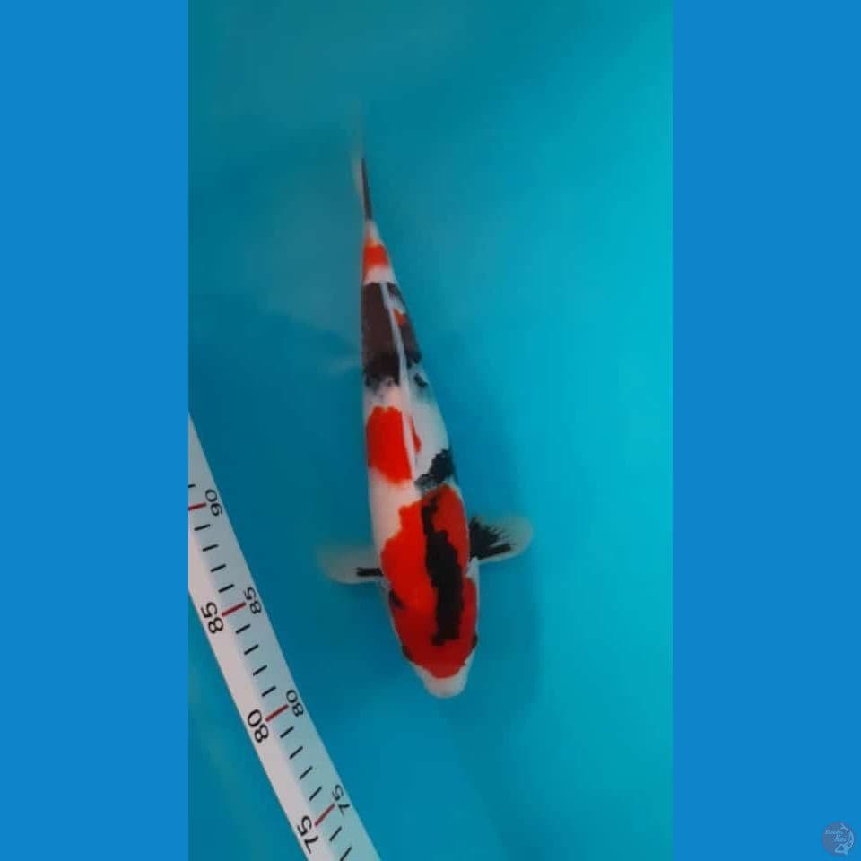 SHOWA 31CM MALE
