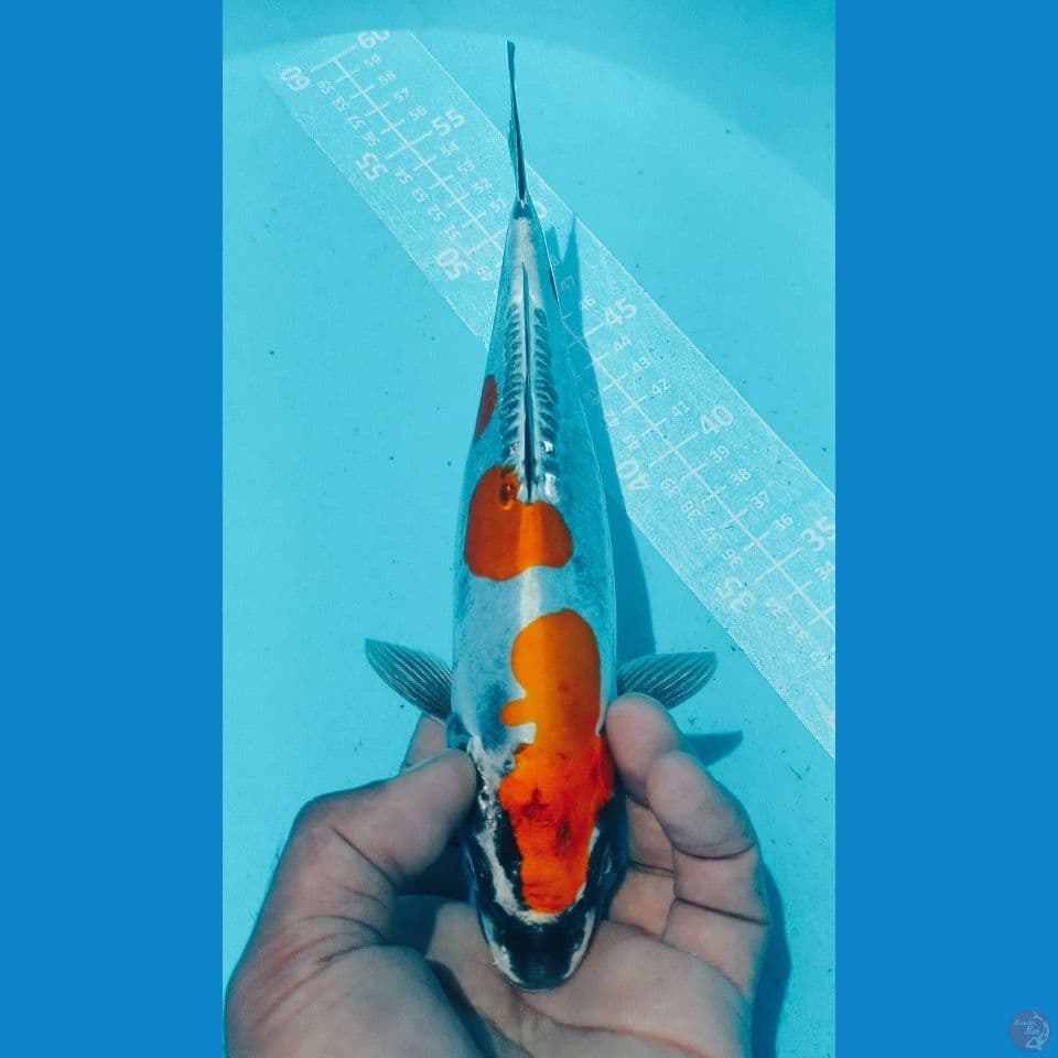 KIKO 25CM
