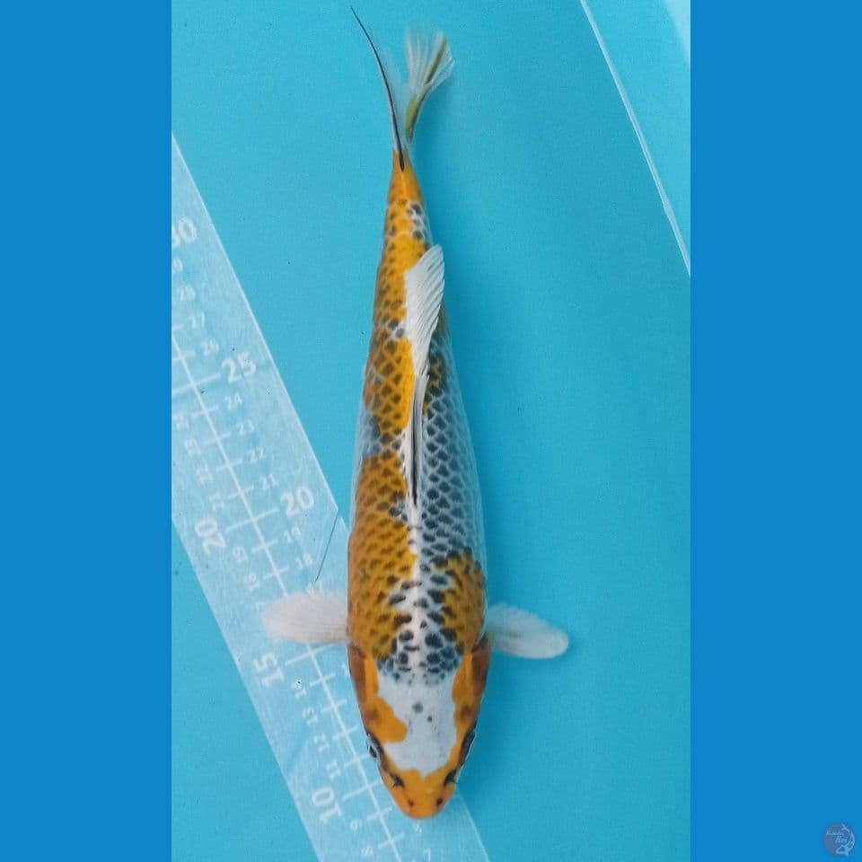 KIRIN KUJAKU 28CM