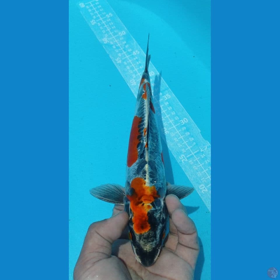 KIKO 30CM