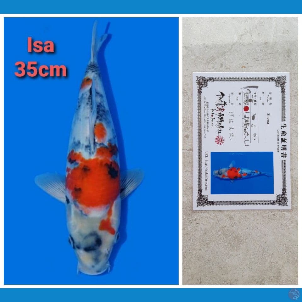 ISA SHOWA 35CM SERTI