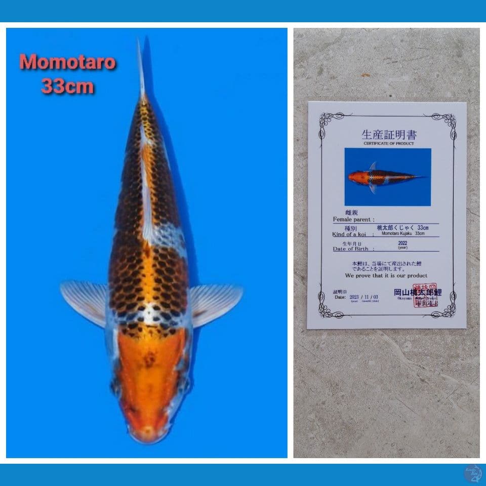 MOMOTARO KUJAKU 33CM SERTI