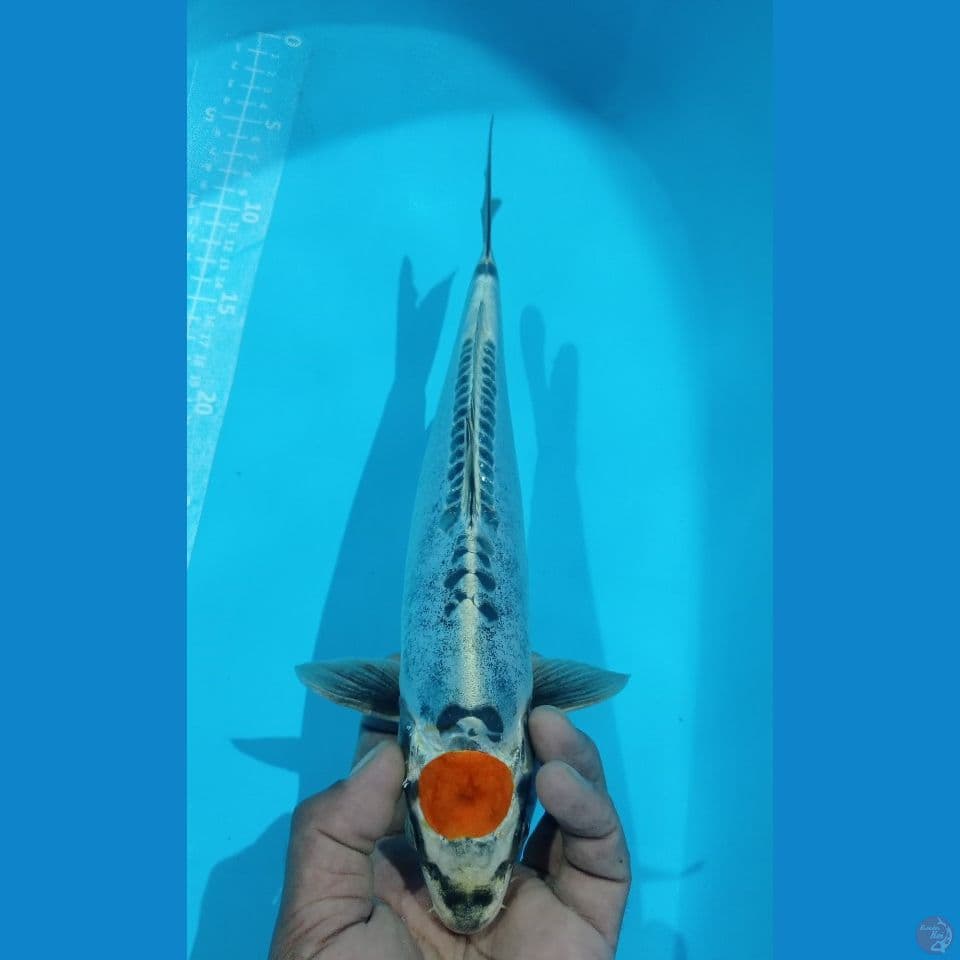 TANCO SENK 32CM