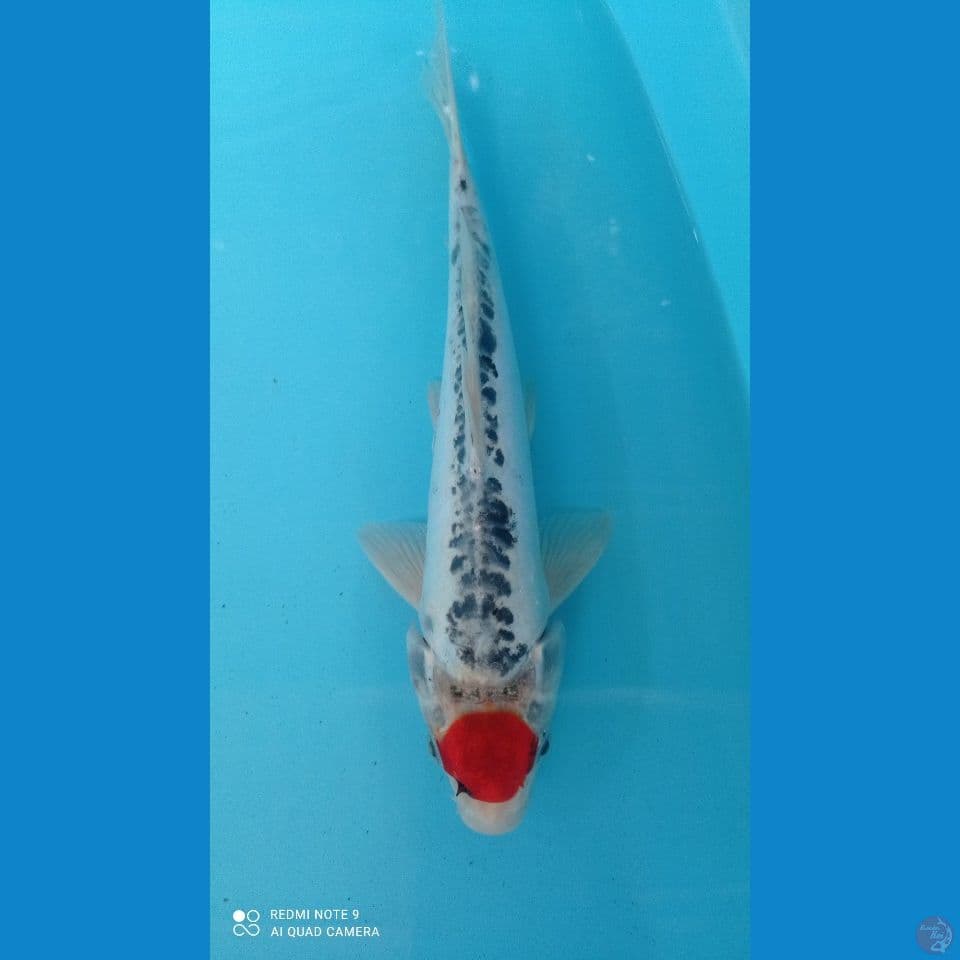 KIKO 30CM