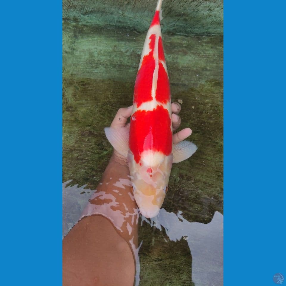 kohaku 48cm