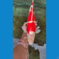 kohaku 48cm 