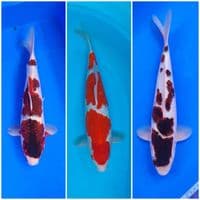 mix 3 ekor 35 38cm