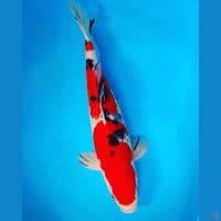 Sanke 37Cm