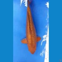Sq Ginrin chagoi 35cm "male" body mantab