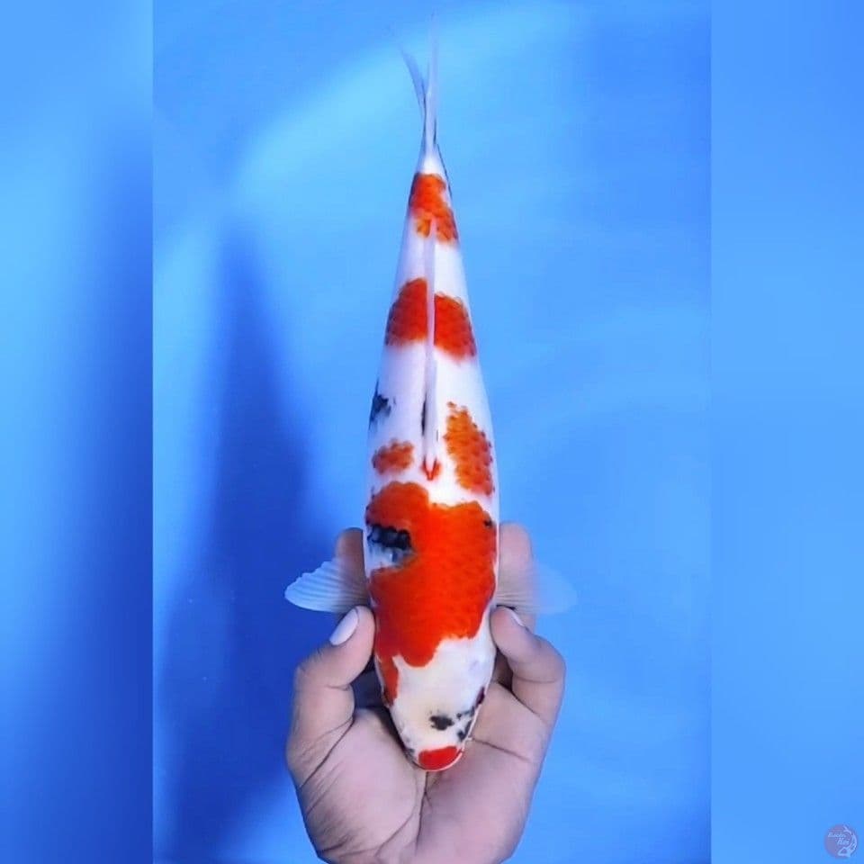 SHOWA TATEGOI # 32CM - F