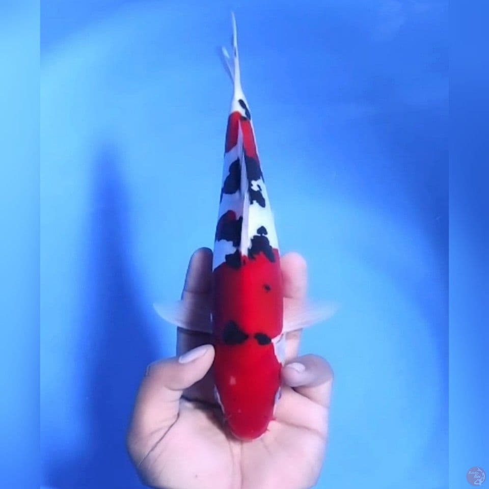 DOITSU SANKE # 24CM - M