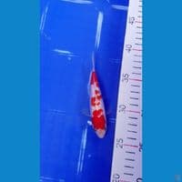 SQ Ginrin kohaku 12cm