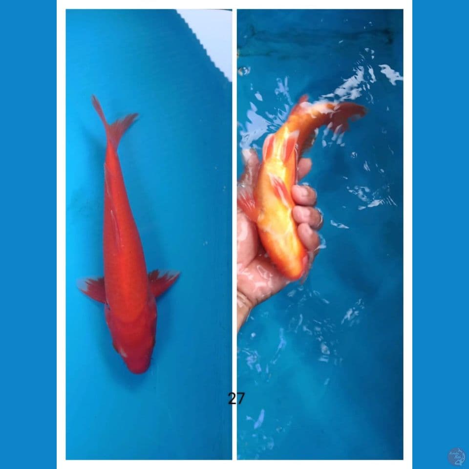 akahajiro 27cm