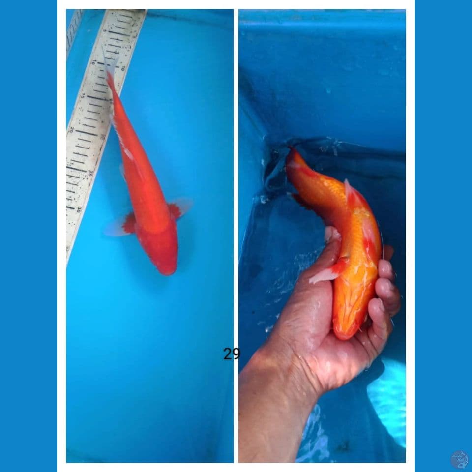 akahajiro 29cm