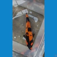 hi Utsuri 20 cm