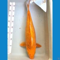 karamel 43cm