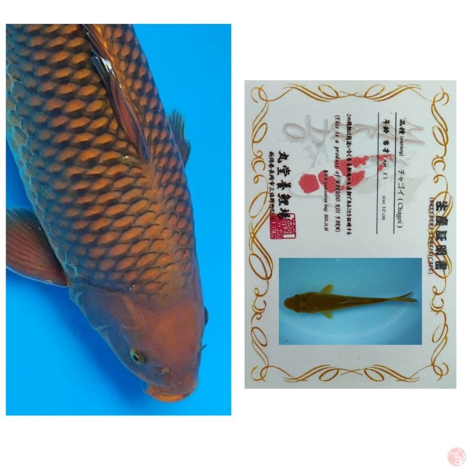 50BU MUNUK CHAGOI IMPORT JINAK