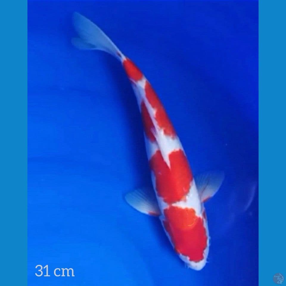 31cm Jaminan Sehat Tenan