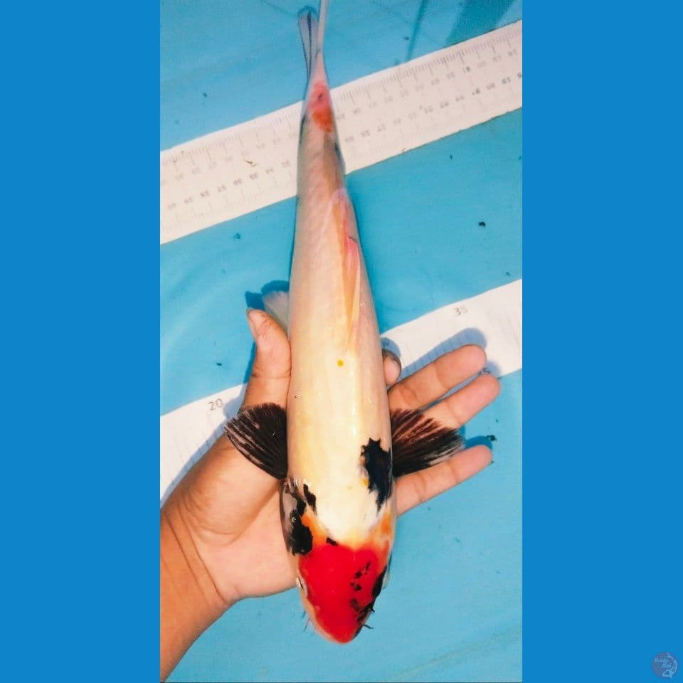 tancho 31cm