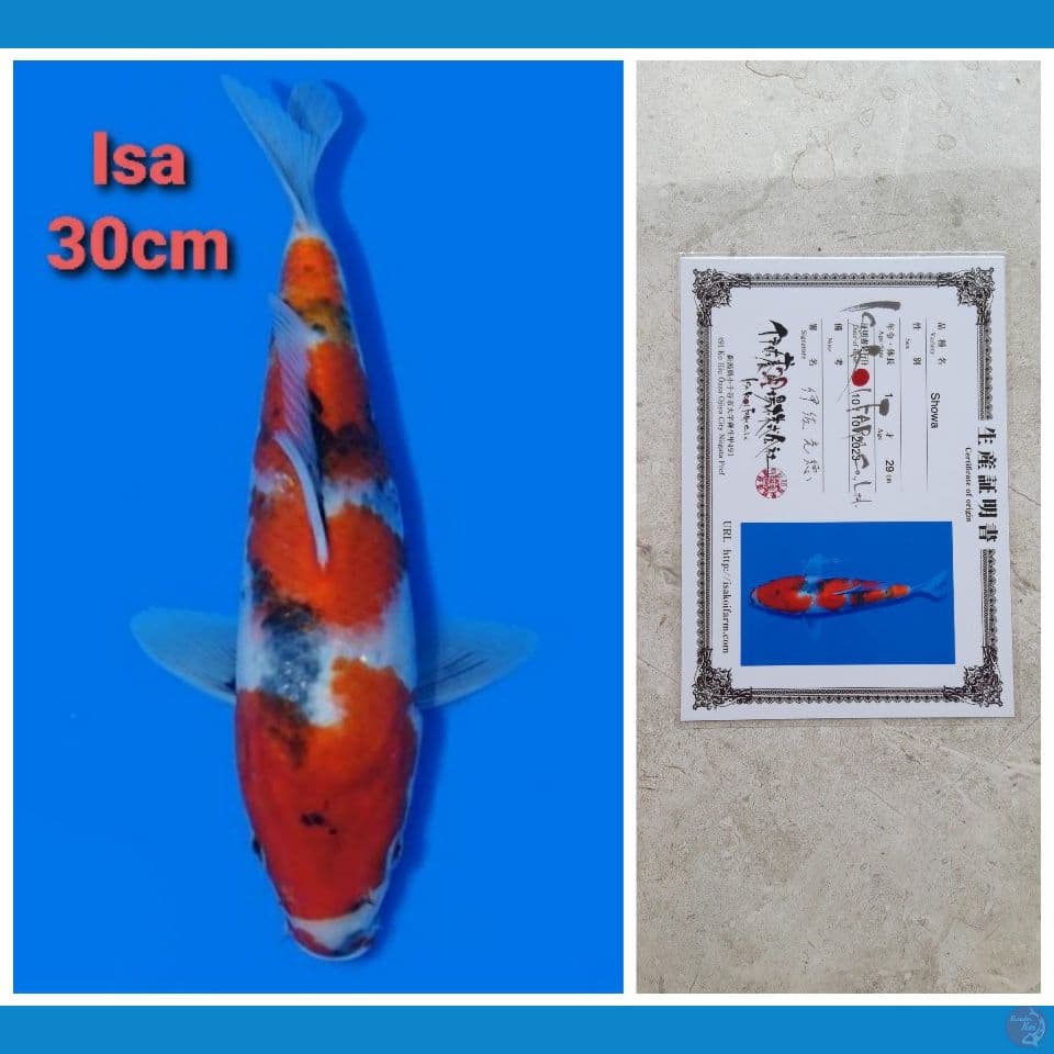 ISA SHOWA 30CM SERTI