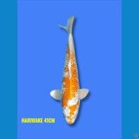 Hariwake 41cm