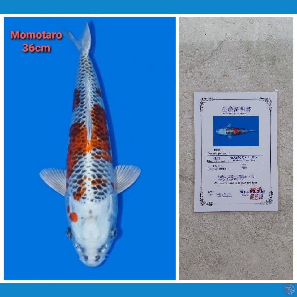 MOMOTARO KUJAKU 36CM SERTI