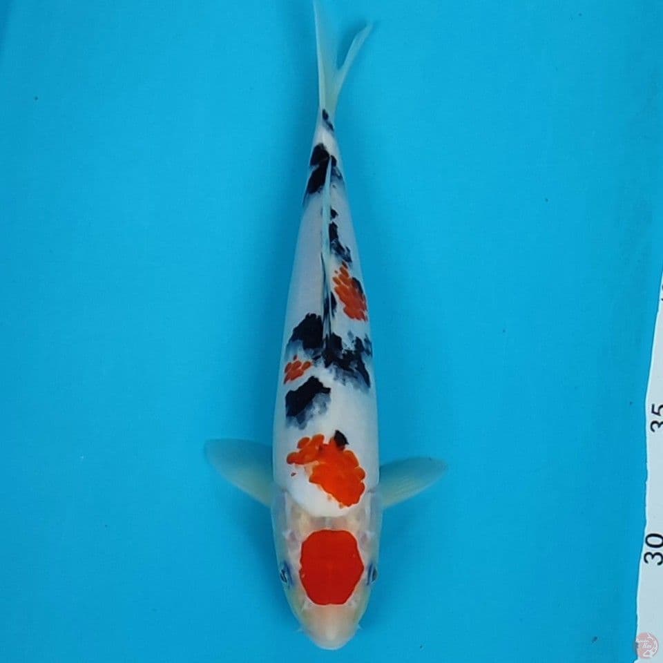 maruten shanke 25cm
