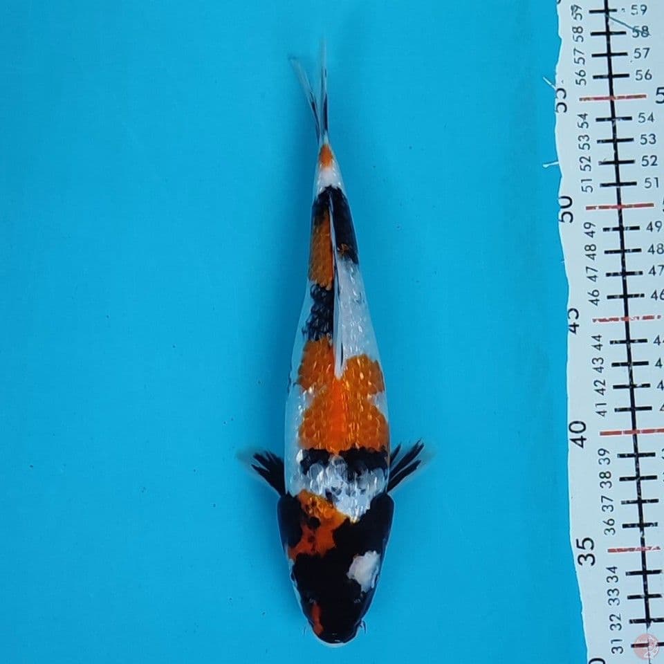 showa ginrin 25cm