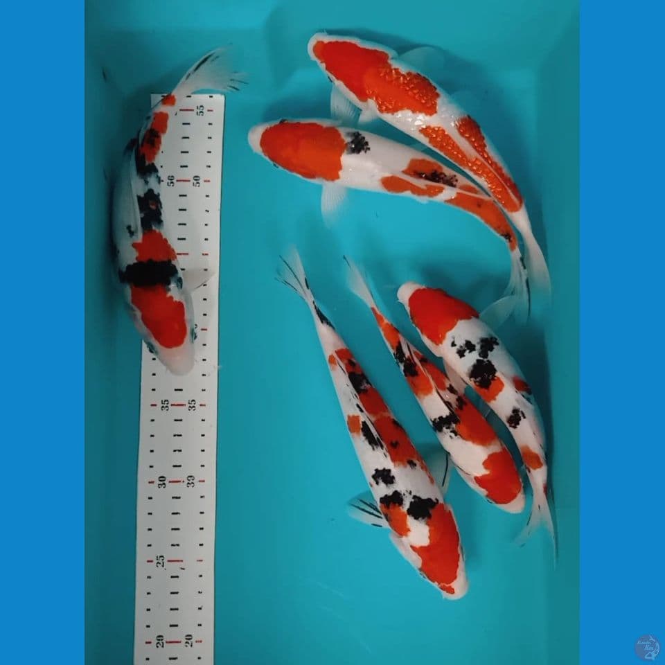 Paket Kohaku sanke 25cm an 6 ekor