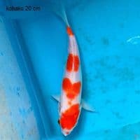 Bahan Yondan ORi 20cm
