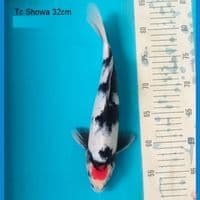 showa 32
