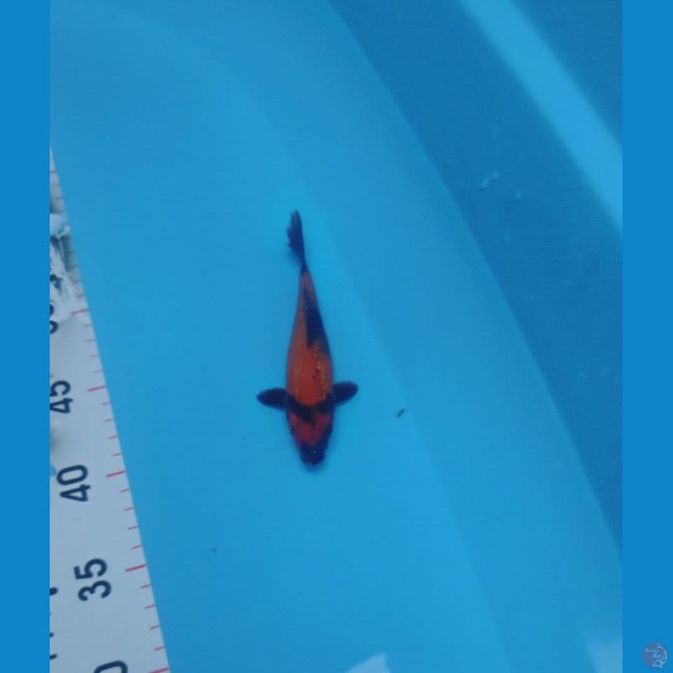 Hi-Utsuri SQ 15cm™