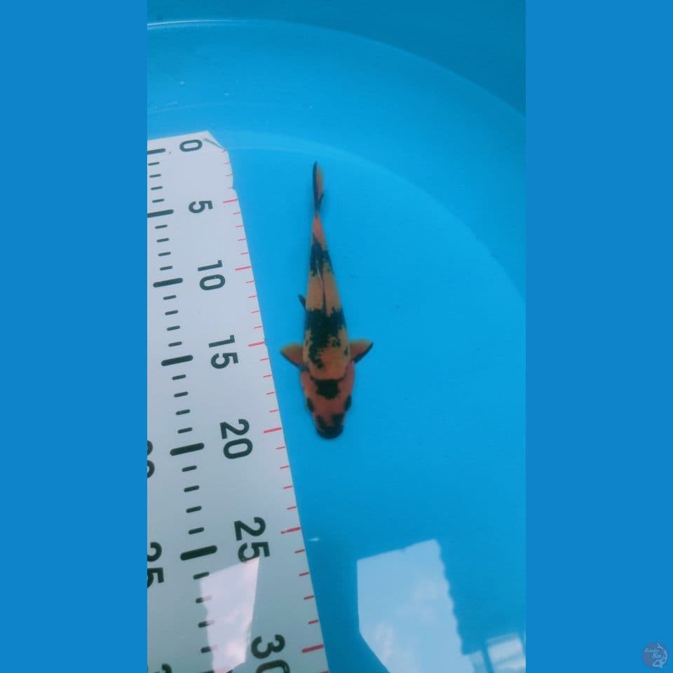 Hi/Ki-Utsuri 16cm™