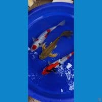 jumboan all malee 42cm