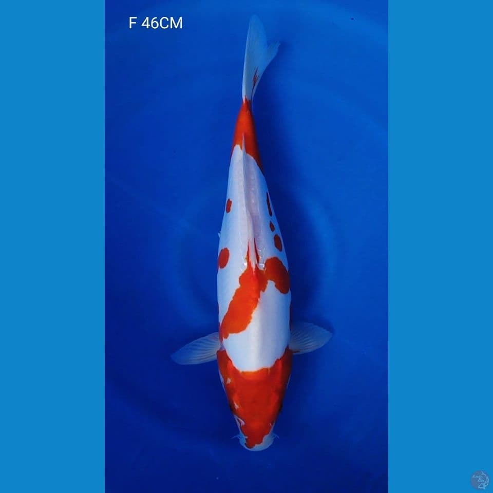 KI KHUSUI F46CM