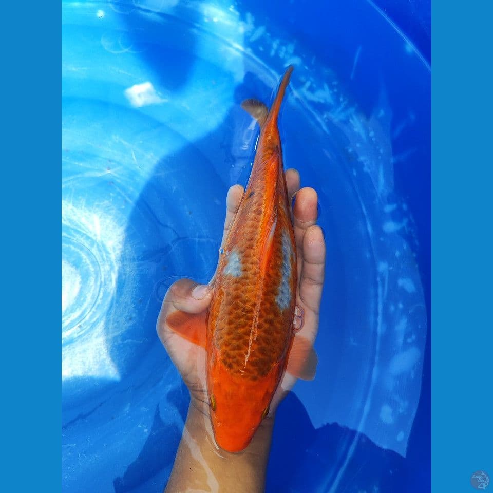 SABIKOYO 30 cm