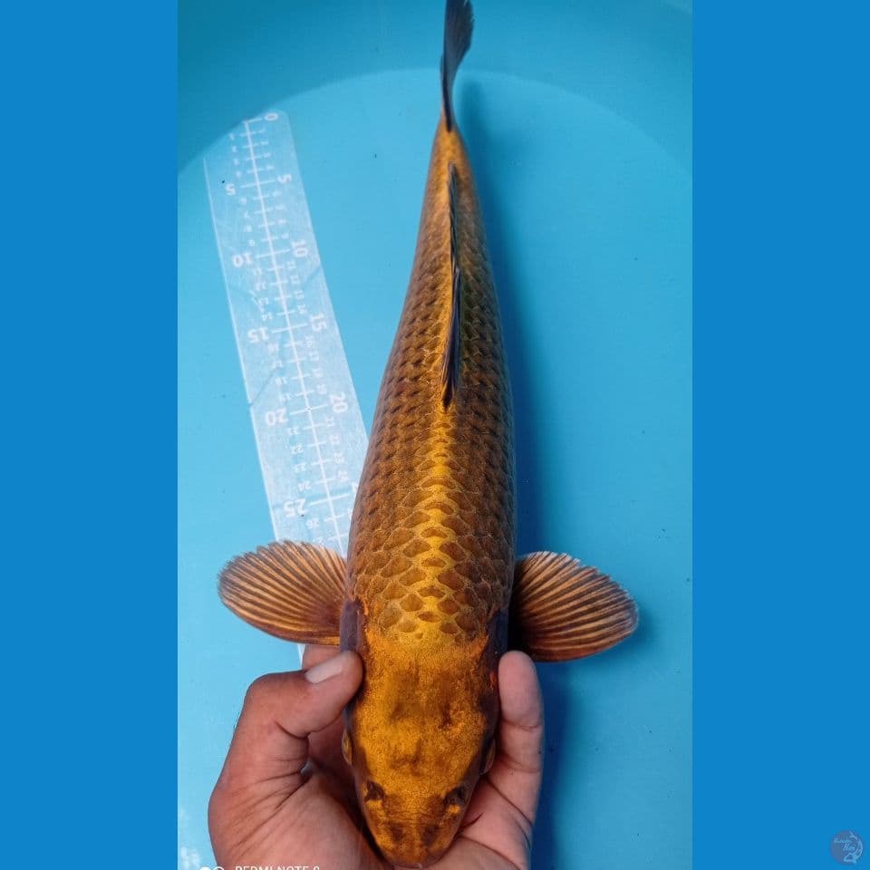 MUKASI OGON 45CM