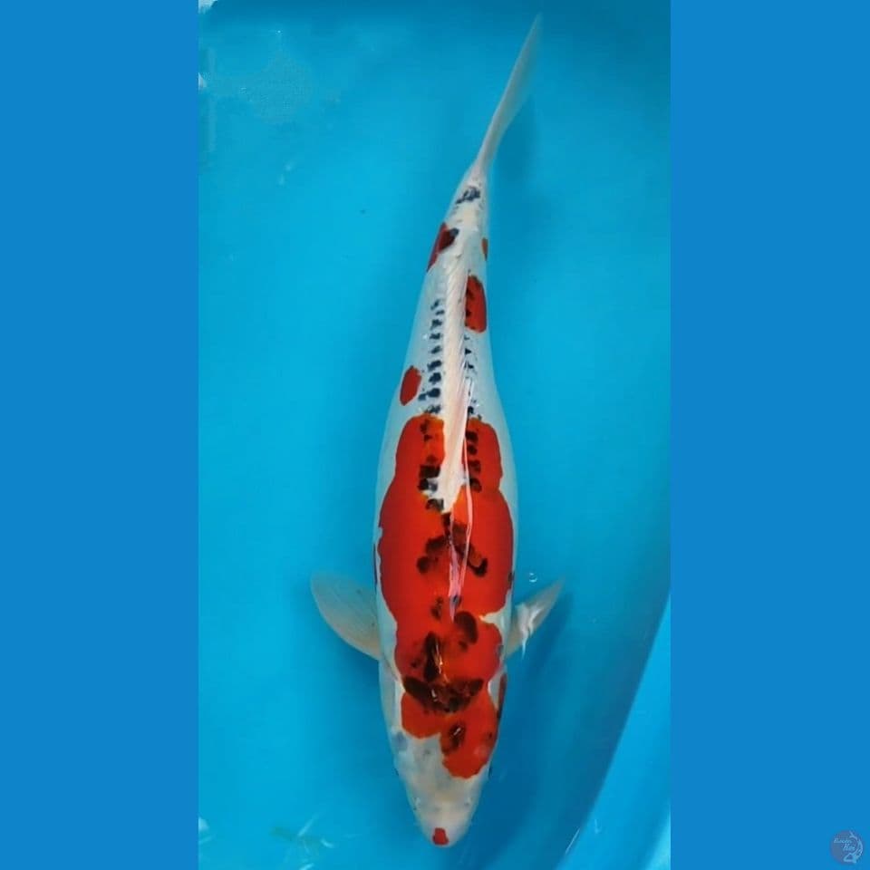 KUJAKU DOIT 60CM