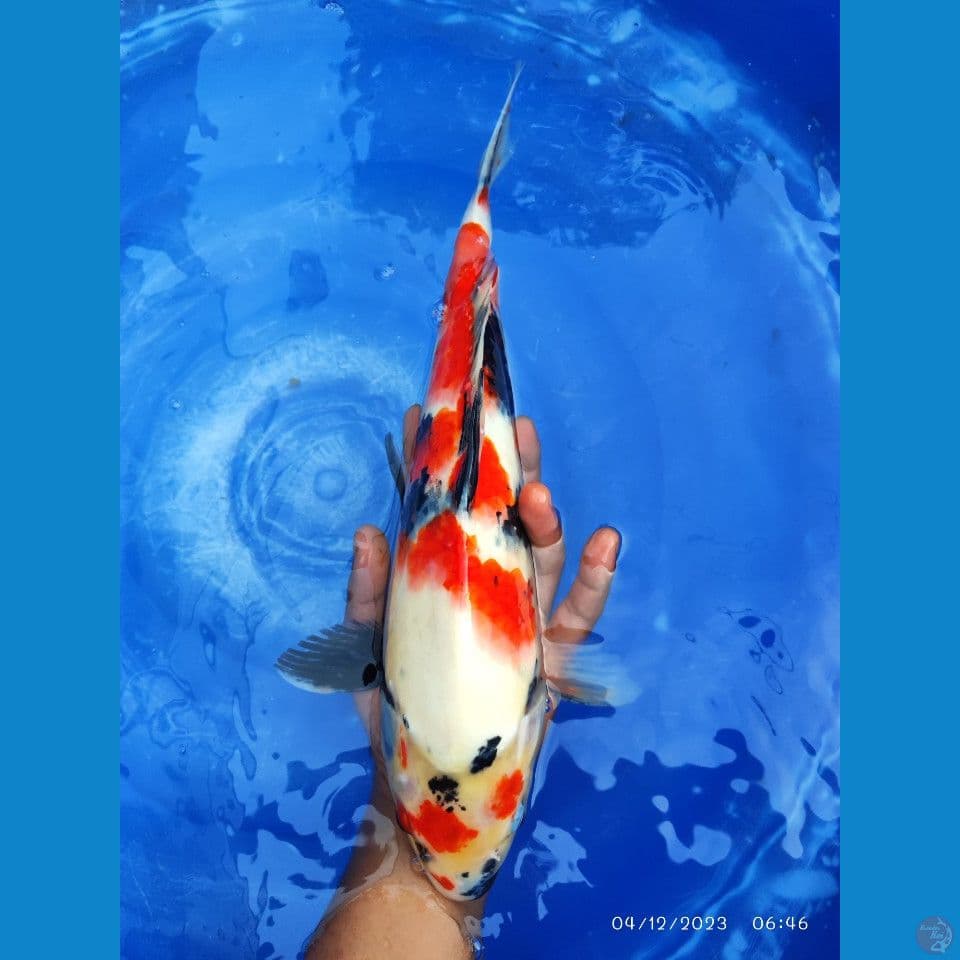 Showa 39 cm 