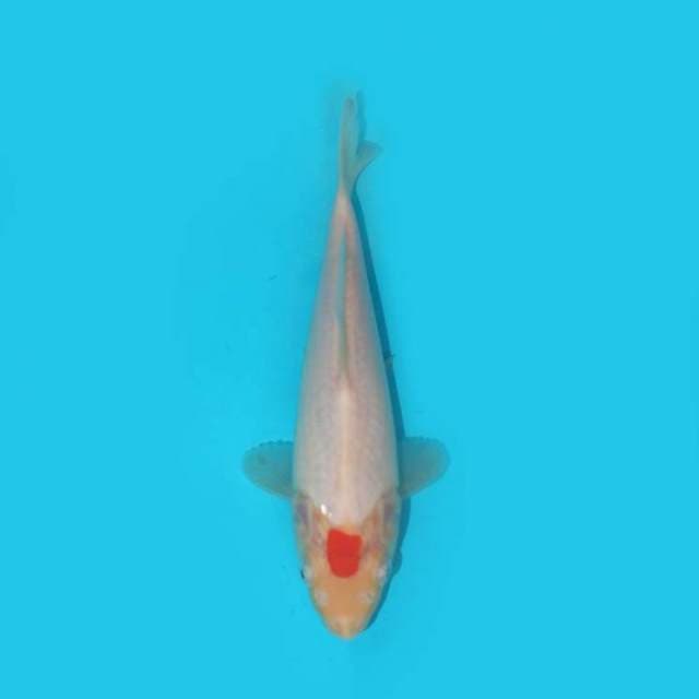 TANCHO 20 CM