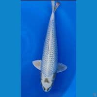 Ginrin Mukashi 44cm Jantan