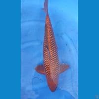 Ginrin Chagoi Tembaga 57cm Jantan