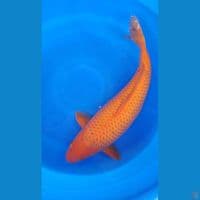 Caramel 59cm Betina