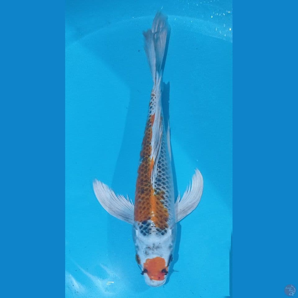 KUMPAY 35CM