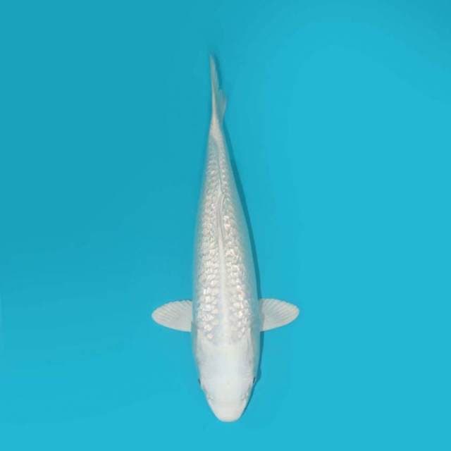 PLATINUM 30 CM