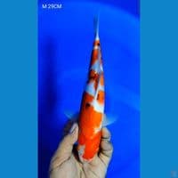 SANKE M 29CM